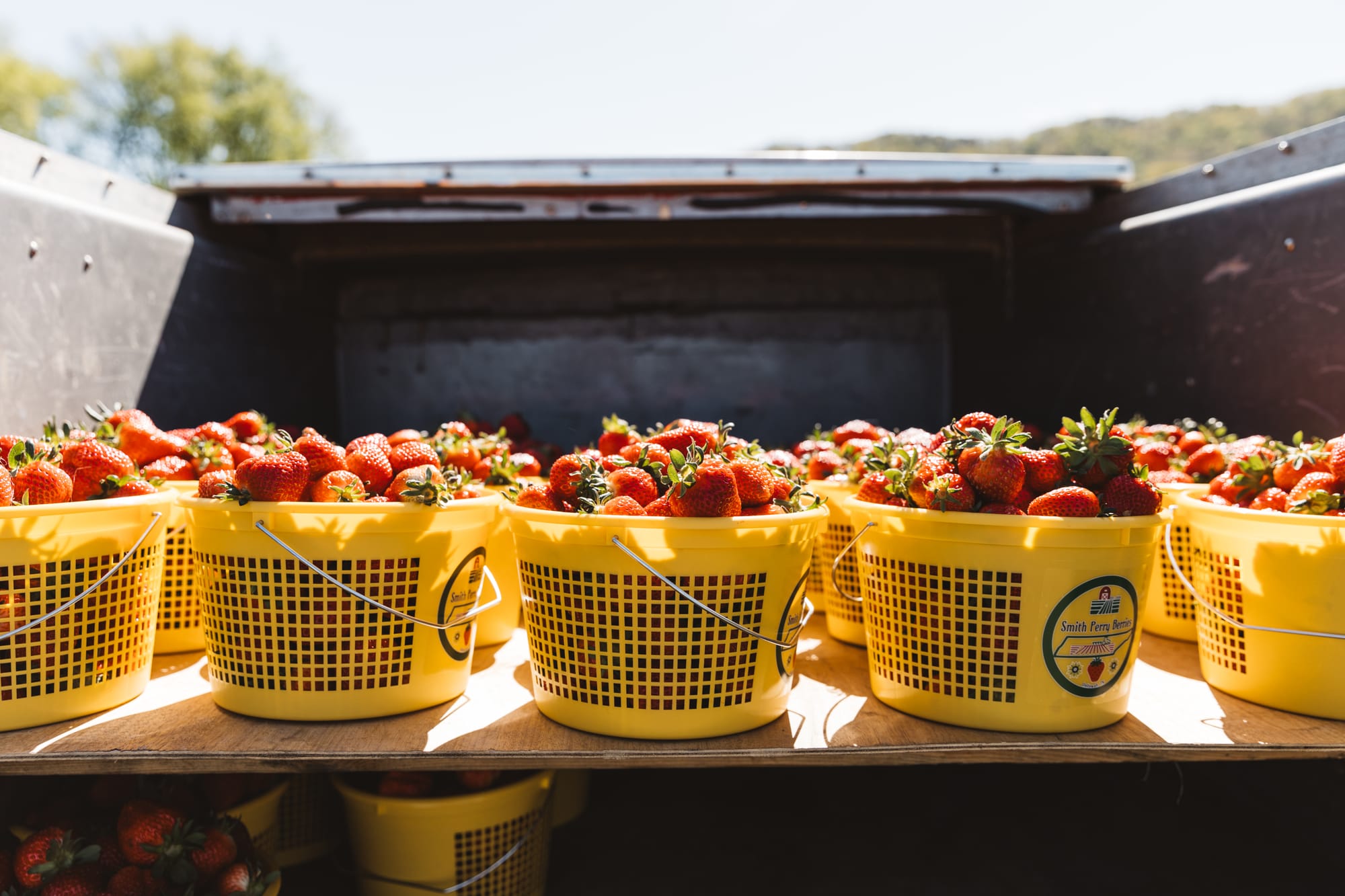 Aubie Smith's strawberries and the many sweet reasons we buy them.