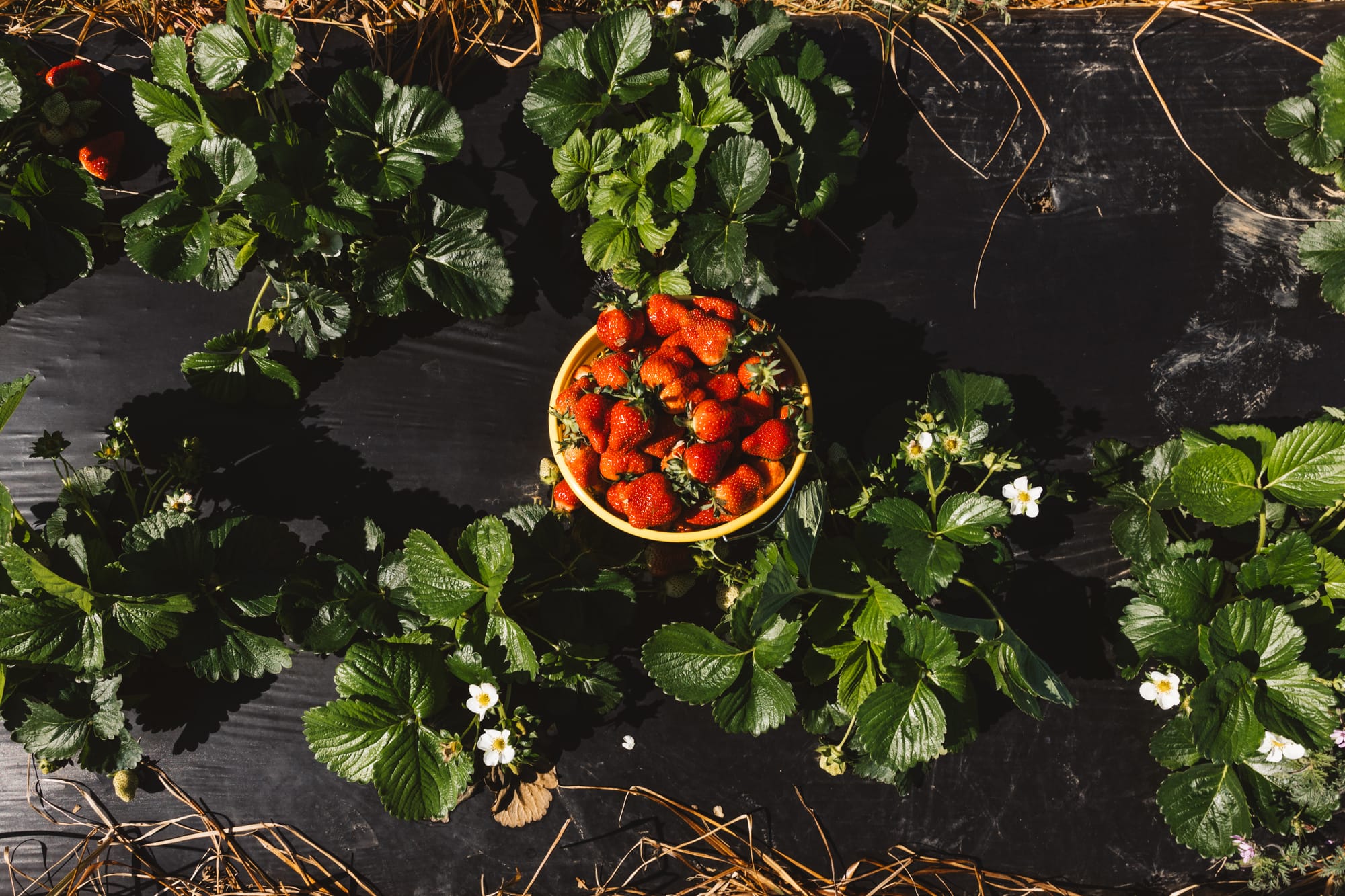 Aubie Smith's strawberries and the many sweet reasons we buy them.