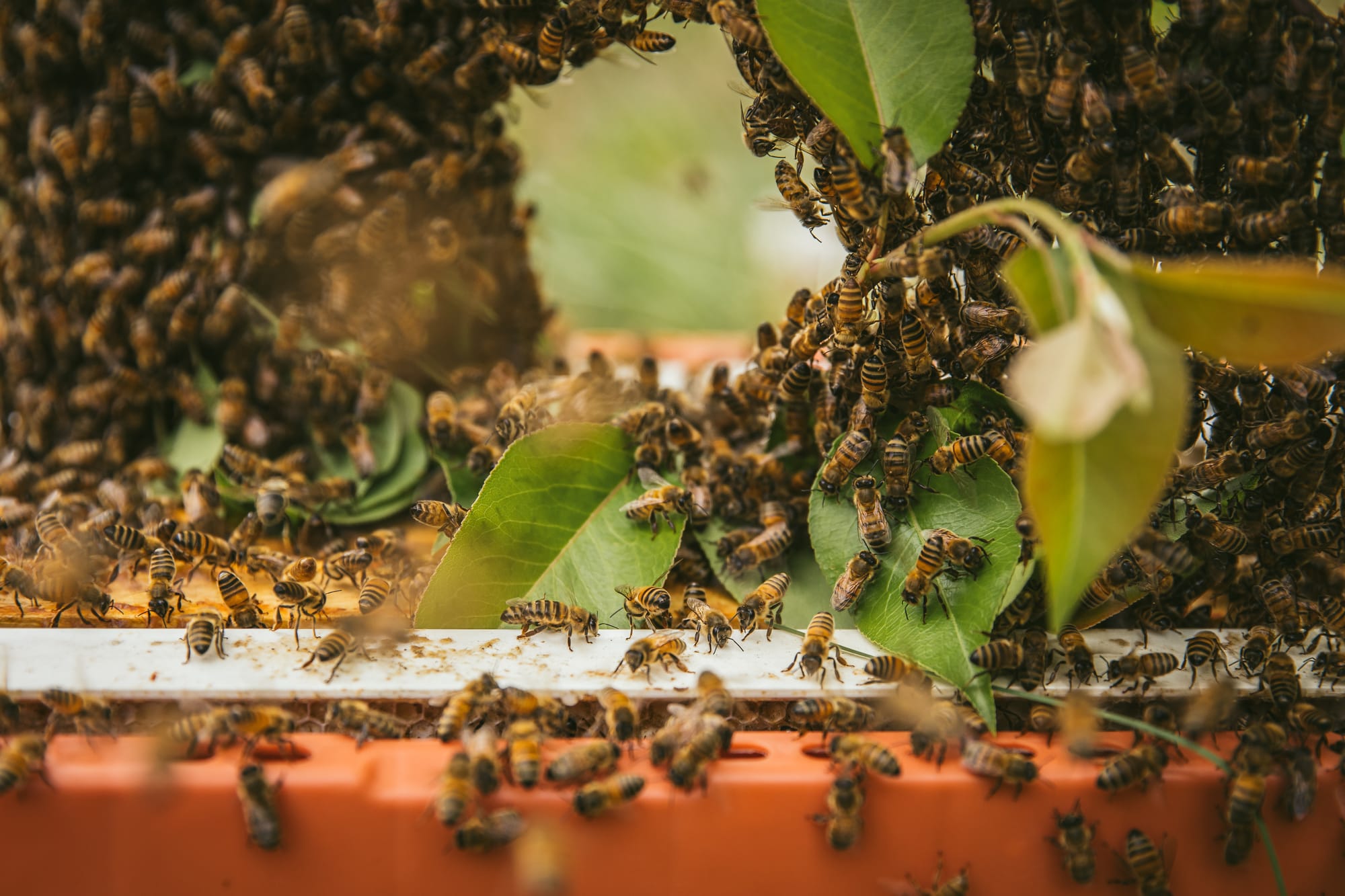 Buzz and bling: do bees follow the money?