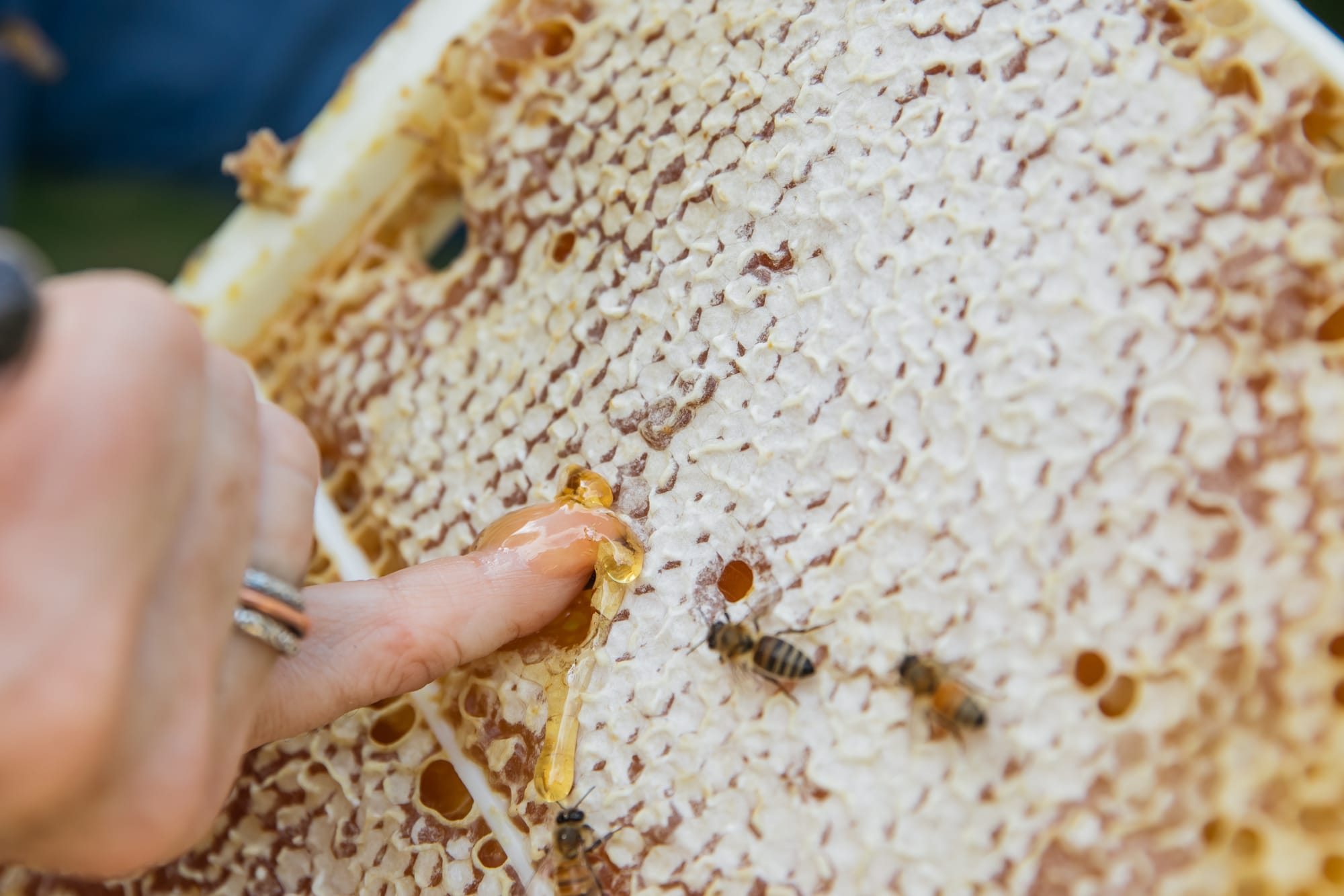 Buzz and bling: do bees follow the money?