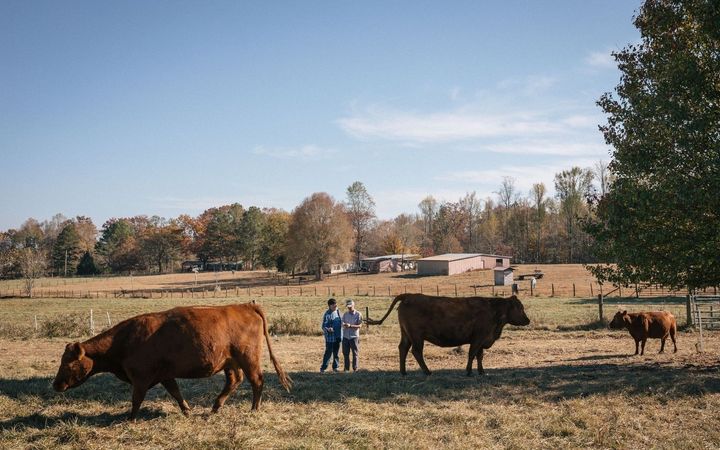 The Southern Mama Cow: Teddy Gentry and the cows that will save Southern cattle farming.
